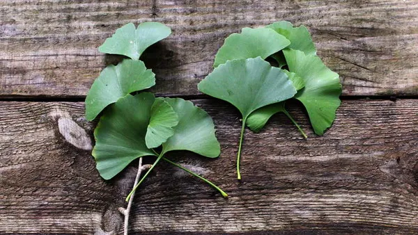 Ginkgo Biloba: Benefits, Circulation & Brain Support, Side Effects