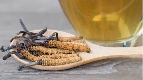 Cordyceps: Khasiat, Apa Kata Kajian, dan Cara Guna yang Betul