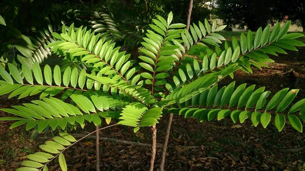 Tongkat Ali (Eurycoma longifolia): Natural Support for Men’s Vitality